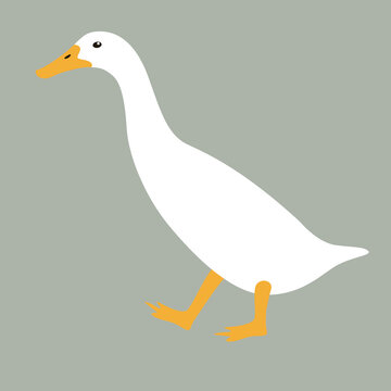 duck bird , vector illustration,flat style, side