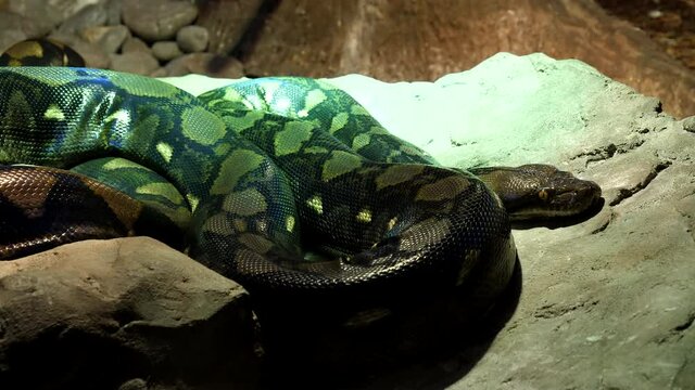 Python is lying, resting on the stones under the light not moving except breathing movement can be seen.