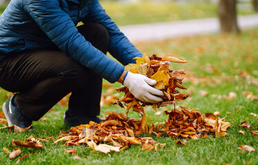 Close up of a male hand volunteer collects of autumn leaves in the park. Autumn garden works. Volunteering, cleaning, and ecology concept.
