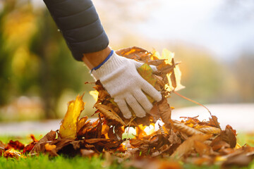 Close up of a male hand volunteer collects of autumn leaves in the park. Autumn garden works....