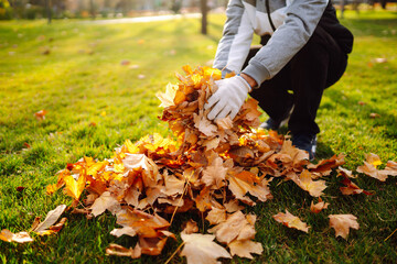 Close up of a male hand volunteer collects of autumn leaves in the park. Autumn garden works....