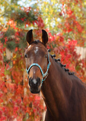 Thoroughbred race horse in nature autumn background