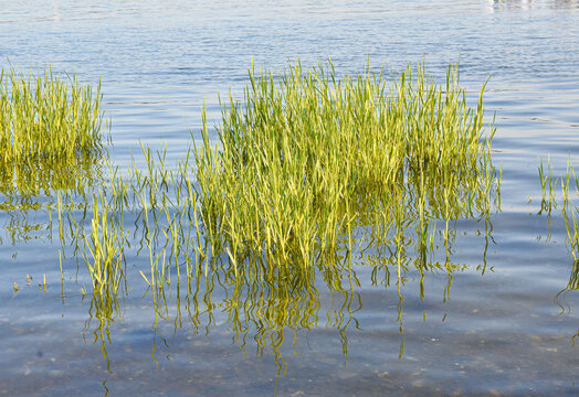 A stand of salt marsh cordgrass (Spartina alterniflora) streaked with yellow reveals that the fall is closer than we think. Long Island, New York. Background. Copy space.