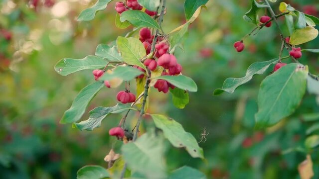In some places Soft focus Forest berry in the application of homeopathy Red European euonymus on a tree branch. Slow motion pink flower in the shape of a heart