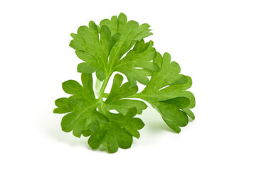 Organic parsley leaves, close-up, isolated on white background.