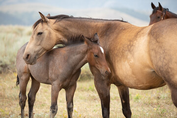 Mare and foal herd of American Quarter horses in the Pryor Mountains of Montana with the stallion ...