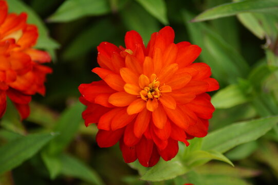 red zinnia flower double zahara fire