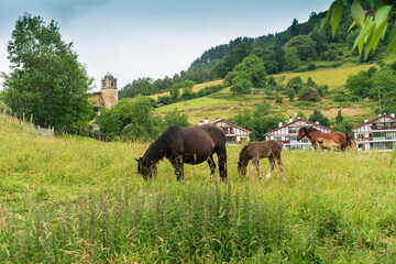 Garai is an elizate, town and municipality located in the province of Biscay, in the Basque Country, Spain. Horses in meadow.