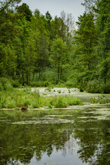 swamp, footbridge, nature, meadow, wildlife, nature, grass, water,, polska, poland