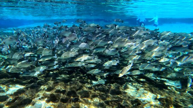 Under water at Florida spring. Silver Glen at the Ocala National Forest. With Tons of striped bass.