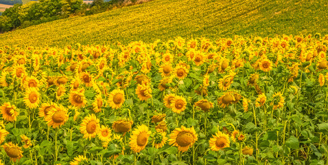 Fleurs de tournesols dans un champs avec la lumière du soleil.	