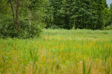 swamp, footbridge, nature, meadow, wildlife, nature, grass, water,, polska, poland