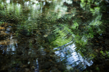 森林の小川の水面に映る緑と水紋