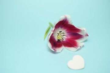 Tulip flower isolated on turquoise background