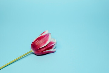 Tulip flower close up isolated on turquoise background.