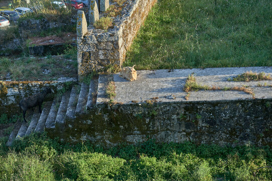 light brown and black goats on the walls of the fortress 