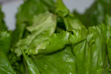 Close up of iceberg lettuce leaf edges 