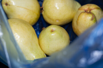 Yellow guava fruit in a blue plastic bag