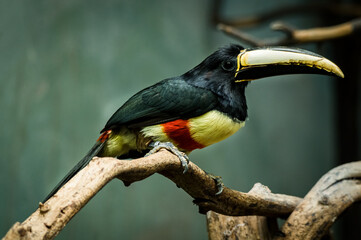 zoo animals, zoo, animals, wild animals, elephant, alligator, panda, red panda, monkey, rhino, birds, kangaroo, lizard, agave, turtle, giraffe, meerkat, elephant