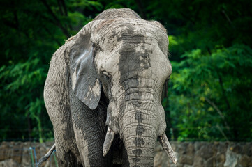 Fototapeta premium Elephant in a Zoo