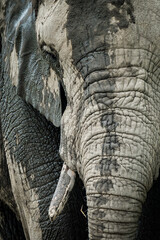 zoo animals, zoo, animals, wild animals, elephant, alligator, panda, red panda, monkey, rhino, birds, kangaroo, lizard, agave, turtle, giraffe, meerkat, elephant