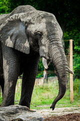 Obraz premium zoo animals, zoo, animals, wild animals, elephant, alligator, panda, red panda, monkey, rhino, birds, kangaroo, lizard, agave, turtle, giraffe, meerkat, elephant