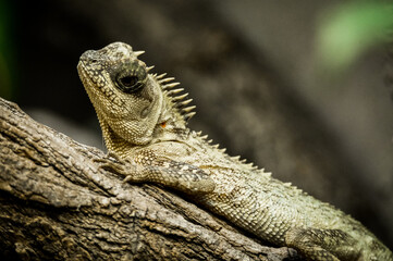 zoo animals, zoo, animals, wild animals, elephant, alligator, panda, red panda, monkey, rhino, birds, kangaroo, lizard, agave, turtle, giraffe, meerkat, elephant