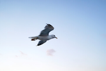 seagulls flying on istanbul bosphorus sky