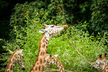 zoo animals, zoo, animals, wild animals, elephant, alligator, panda, red panda, monkey, rhino, birds, kangaroo, lizard, agave, turtle, giraffe, meerkat, elephant