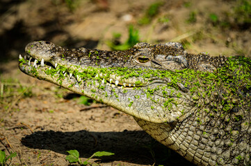 zoo animals, zoo, animals, wild animals, elephant, alligator, panda, red panda, monkey, rhino, birds, kangaroo, lizard, agave, turtle, giraffe, meerkat, elephant