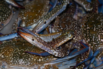 Fresh raw crabs with blue legs and claws
