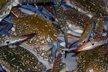 Fresh raw crabs with blue legs and claws