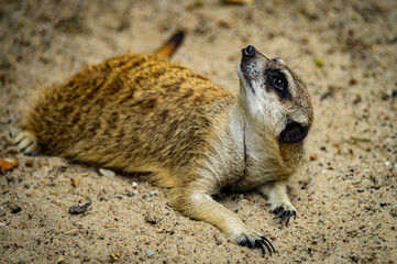 Fototapeta premium zoo animals, zoo, animals, wild animals, elephant, alligator, panda, red panda, monkey, rhino, birds, kangaroo, lizard, agave, turtle, giraffe, meerkat, elephant
