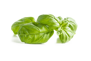 Fresh green basil leaves.