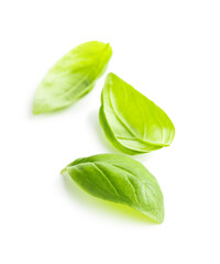 Fototapeta premium Fresh green basil leaves.