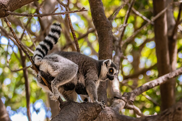 ring tailed lemur sitting on a tree