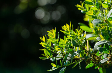 Beautiful Phillyrea Latifolia Media commonly known as Jasmine Box, Green Olive Tree or Mock Privet close-up. Evergreen tree grows in Arboretum Park Southern Cultures in Sirius (Adler) Sochi.