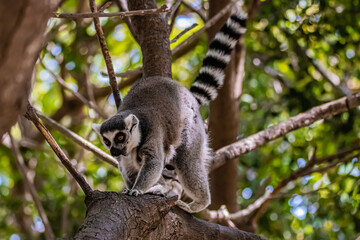 ring tailed lemur on a tree