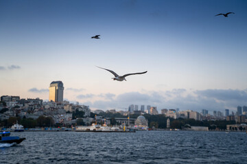 Fototapeta na wymiar seagulls flying on istanbul bosphorus sky