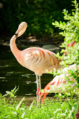 zoo animals, zoo, animals, wild animals, elephant, alligator, panda, red panda, monkey, rhino, birds, kangaroo, lizard, agave, turtle, giraffe, meerkat, elephant