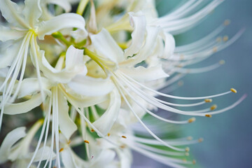 白い彼岸花　White cluster amaryllis 