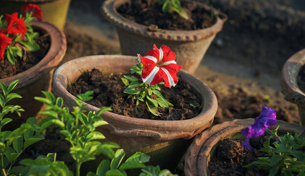 Red Blooming Flowers In A Nursery Pot During Winter.