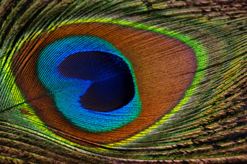 Obraz premium Close-up of a colored shimmering peacock feather. Feather with iridescent, reflective luminous pattern in green, blue, purple and gold.
