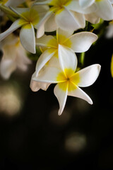 Exotic white frangipani plumeria flower on the dark background 