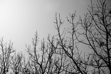 Fototapeta na wymiar Silhouette of tree branches in the grey winter sky