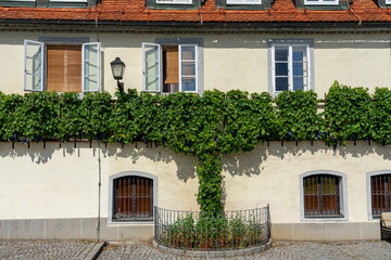 Fototapeta na wymiar nice building exterior with grapes in Lent district Maribor Szlovenia