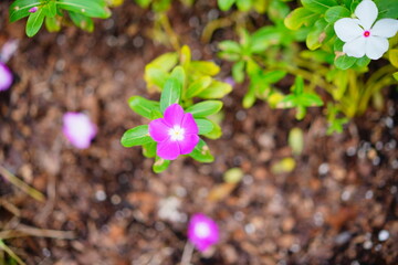 Close-up of an impatiens walleriana flower	