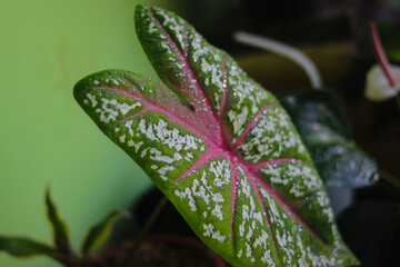 Caladium red star (tricolor) with green leaves, white dots and red veins. Raindrops on caladium leaves after rain in the morning in the backyard. Tropical houseplant for home decor