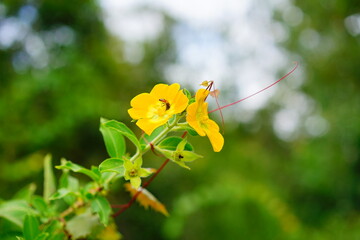 close up of yellow ludwigia octovalvis flower and bee