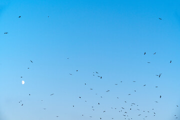 seagulls fly on sky and moon